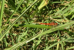 Diplacodes haematodes