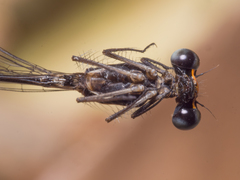 Nososticta impercepta