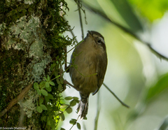 Troglodytes solstitialis