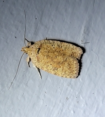 Agonopterix