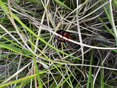 Paropsisterna octomaculata