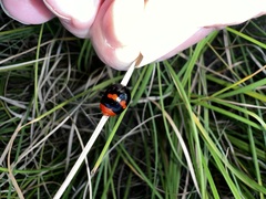 Paropsisterna octomaculata