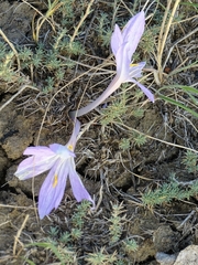 Colchicum