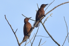 Micropternus brachyurus