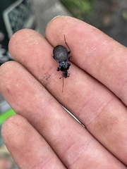 Sphaeroderus