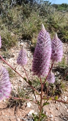 Ptilotus exaltatus