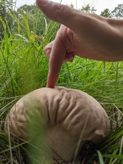 Calvatia