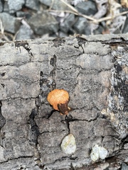 Trametes cinnabarina