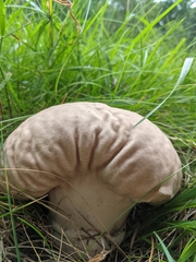 Calvatia