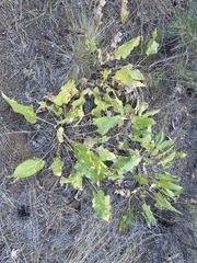 Balsamorhiza
