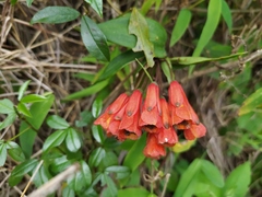 Bomarea multiflora