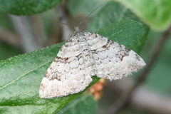 Xanthorhoe