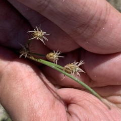 Fimbristylis castanea