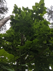 Catalpa speciosa