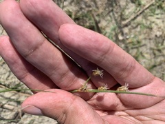 Fimbristylis castanea