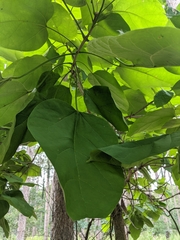 Catalpa speciosa