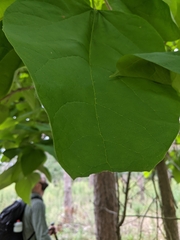 Catalpa speciosa