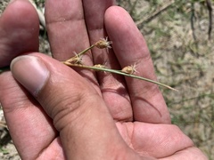 Fimbristylis castanea