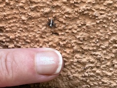 Oxyopes tridens