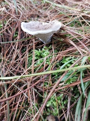 Cantharellula umbonata