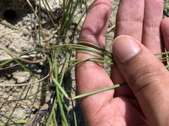 Fimbristylis castanea