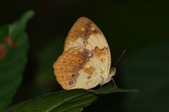 Cupha erymanthis