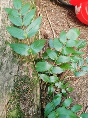 Berberis nervosa