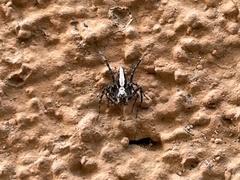 Oxyopes tridens