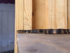 Nerodia fasciata pictiventris