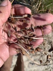 Fimbristylis castanea