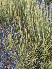 Ephedra viridis