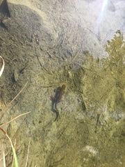 Taricha granulosa