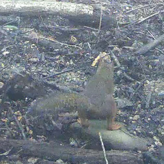 Sciurus lis