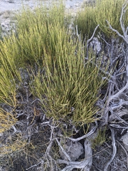 Ephedra viridis