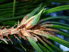 Thecodiplosis piniradiatae