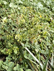 Lepidium virginicum