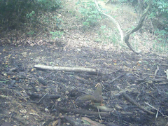 Sciurus lis