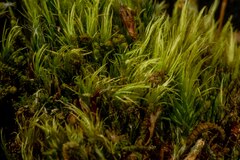 Paraleucobryum enerve