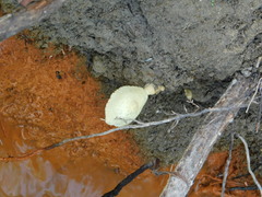 Leucocoprinus