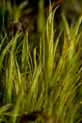 Paraleucobryum enerve