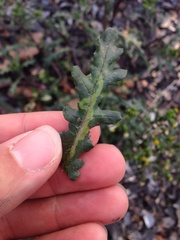 Phytomyza syngenesiae