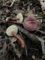 Gyroporus purpurinus
