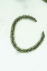 Paraleucobryum enerve