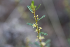 Phyllanthus hirtellus