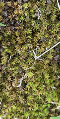 Atrichum angustatum