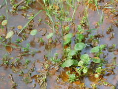 Hydrocotyle verticillata