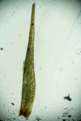 Paraleucobryum enerve