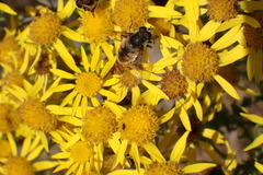 Eristalis anthophorina