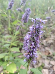 Agastache foeniculum