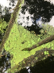 Pistia stratiotes image